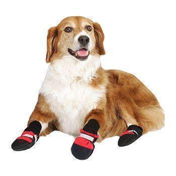 Botas para mascotas: ¡Protege a tu mejor amigo, sin importar la estación!